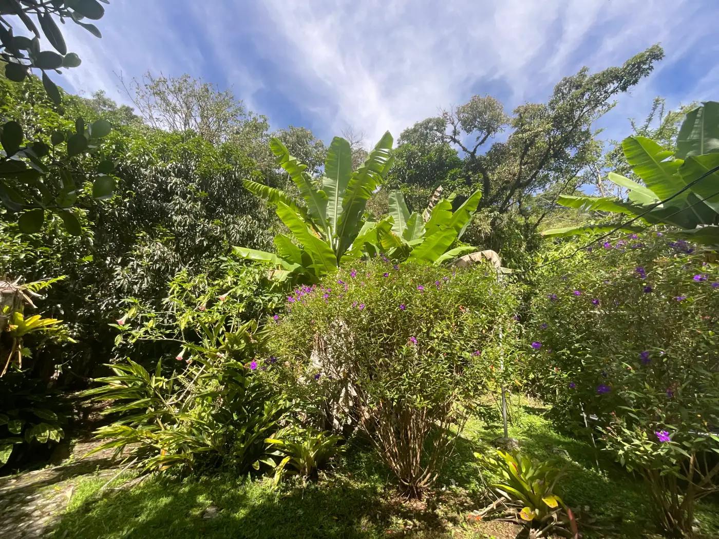 Lush garden and green land in Chirripó, Costa Rica